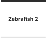 Zebrafish 2