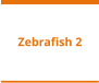 Zebrafish 2